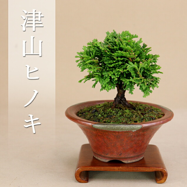 【レア】天山×花扇コラボ　ミニ盆栽鉢 産地直送 白鳥花 Mサイズ 鉢色 檸檬（受け皿セット）／山形
