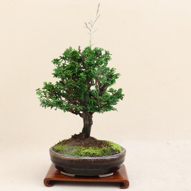 貴風 津山檜盆栽】真柏 ⭕希少、美品、お薦め品❗ - メルカリ