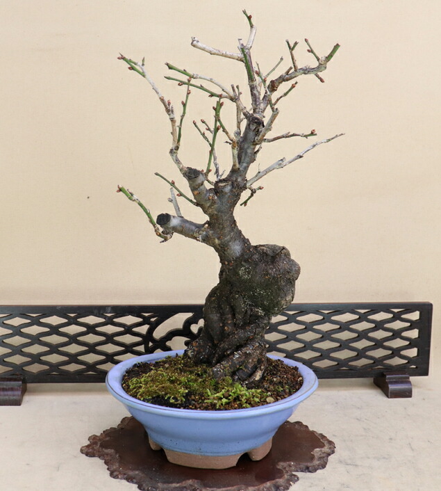 楽天市場】花梅 - 貴山 - （白 八重咲） 貴風サイズ盆栽 【いよじ園