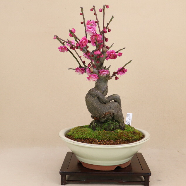 (2022年の花は終わり)花梅 - 錦光 - (紅梅 八重咲)中品盆栽