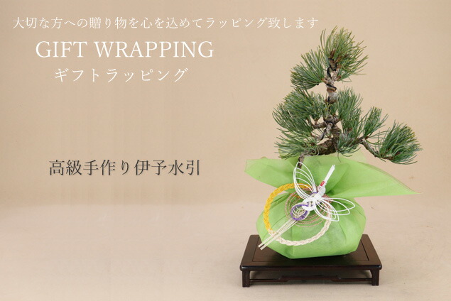 楽天市場】【送料無料】 あすなろ / 翌桧（モダンカラー4号鉢） [小品