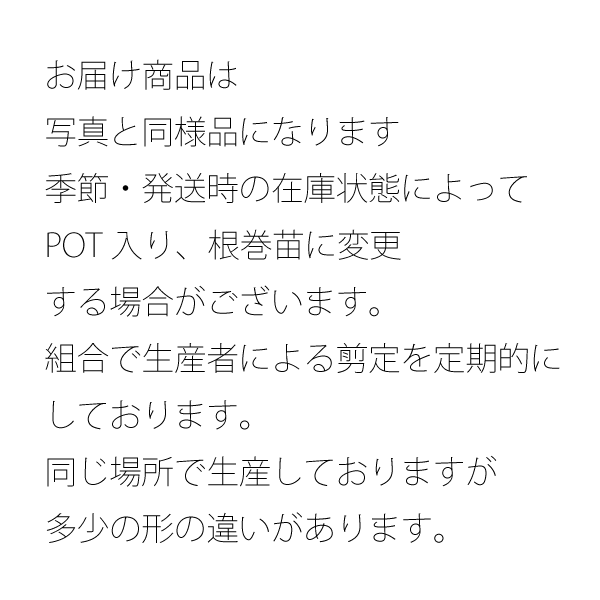 本セット プリペット 高さ約80 常緑 半常緑性 おしゃれな庭に 人気の 植木 庭木 目隠し 垣根 生垣 ガーデニング 植木組合より産地直送 植木生産組合直営 Prescriptionpillsonline Is