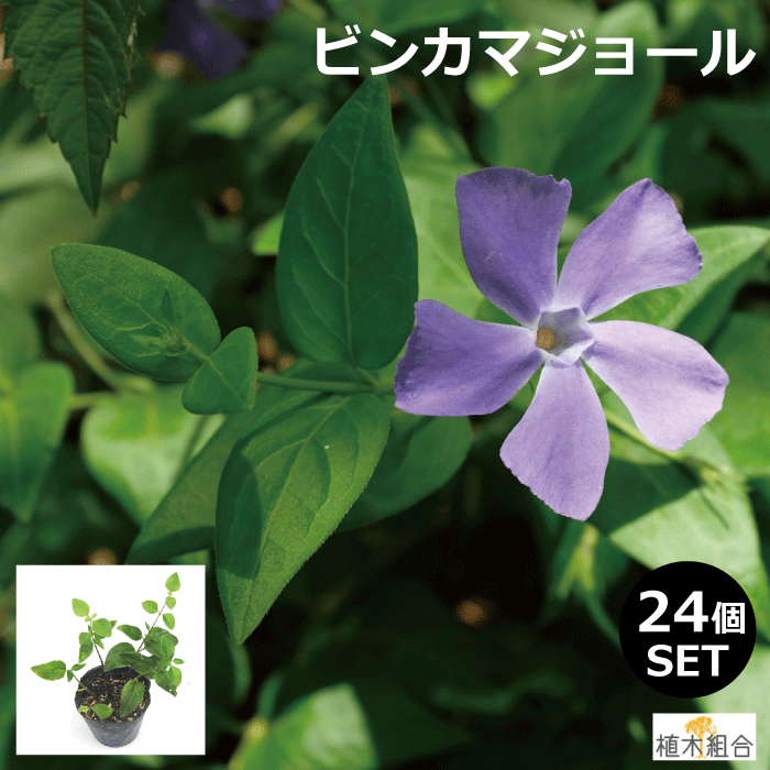 ビンカマジョール 緑葉 常緑性 宿根草 おしゃれな庭に 人気の ガーデンプランツ 苗 ガーデニング 植木組合より産地直送 ツルニチニチソウ ツル日々草 国内外の人気集結
