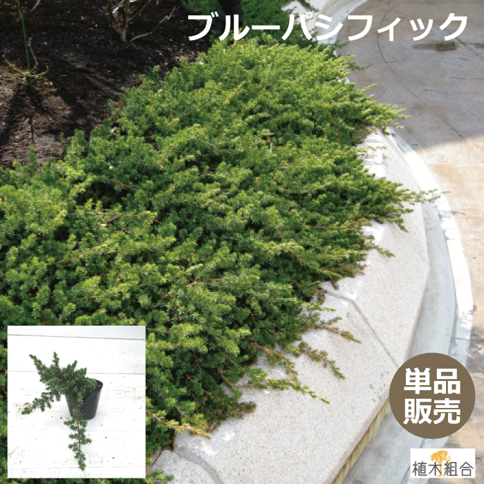 今月限定 特別大特価 １２本セット アベリア コンフェッティ 高さ約 25ｃｍ 15ｃｍポット入り 設計士さんが使うオシャレな樹 常緑 半常緑 低木 斑入りアベリア 人気の 植木 庭木 ガーデンプランツ ガーデニング 植木組合より産地直送 植木生産組合直営 開店祝い