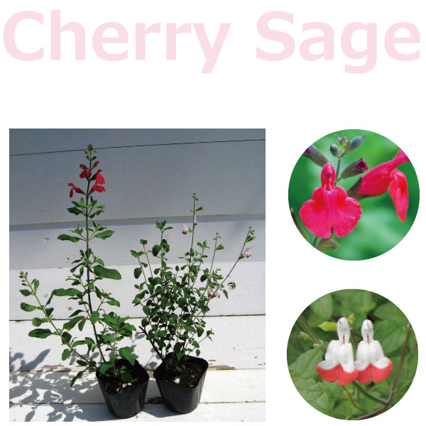 チェリーセージ ガーデン用 ハーブ苗 高さ約１５ ２０ｃｍ