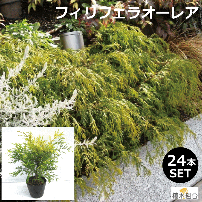 注目の新発売 高さ約25ｃｍ ２４本セット 人気の コニファー 鮮やかな葉色で花壇がぱっと明るくなります 植木組合より産地直送花 ガーデン Diy コニファー おしゃれな庭に 手間いらずの庭 花壇 添え木 コニファーガーデン 植木 フィリフェラオーレア 植木