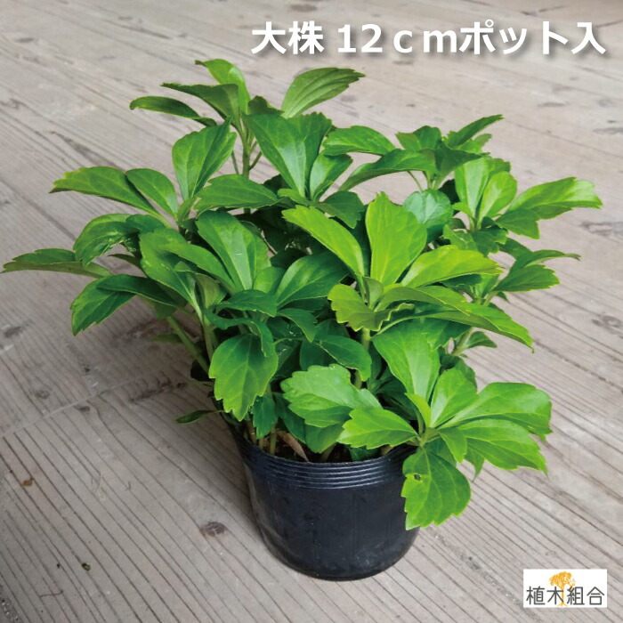 楽天市場】[送料無料]フッキソウ3号ポット24株セット（一平米分