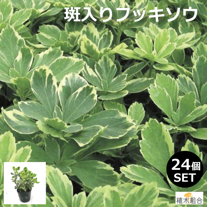 ２４個セット 植木組合より産地直送 富貴草 ふっきそう フイリフッキソウ 植木組合 苗物 フッキソウ 斑入り葉 苗 9ｃｍポット入り 常緑性 宿根草 おしゃれな庭に 人気の ガーデンプランツ 苗 ガーデニング 花の苗物 樹木を引き立てる下草