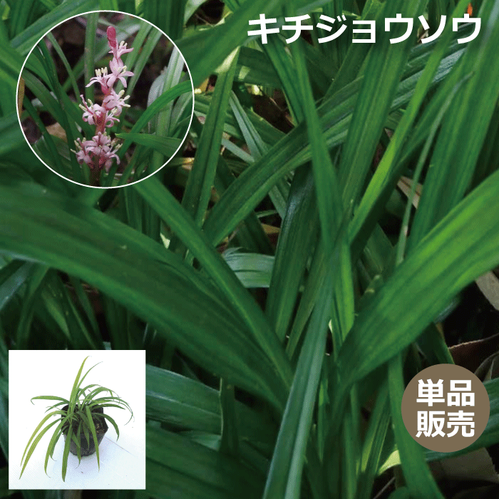 【６個セット】アジュガ レプタンス 9ｃｍポット入り【背丈が出ない下草☆紫の葉が素敵】常緑性 宿根草 おしゃれな庭に 人気の ガーデンプランツ  苗 ガーデニング 植木組合より産地直送 シェードガーデン カラーリーフ あじゅが 植木組合