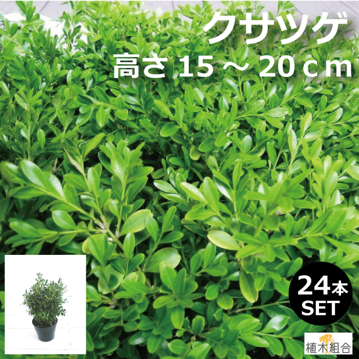 10 5ｃｍ 12 0ｃｍポット入り クサツゲ ガーデニング 常緑低木 植木 アプローチ ２４本セット おしゃれな庭に 花壇の縁取り 庭木 大きくならないタイプのツゲ 花壇の縁取り 土を隠したいところに刈り込むことでキチっとした美しい印象になります 苗 人気の 高さ約