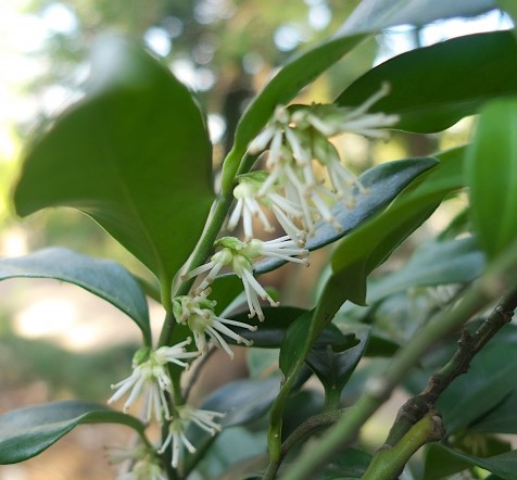 楽天市場】【単品販売】サルココッカ （大） 15cmポット入り 高さ約