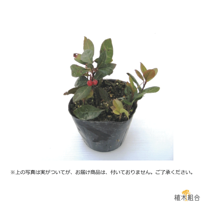 選ぶなら ヤブコウジ 藪柑子 十両 雑木の庭 9ｃｍまたは10 5ｃｍポット入り 常緑 人気の ガーデンプランツ 下草 苗 ガーデニング 植木組合より産地直送 やぶこうじ 只今実付き苗ではありません Mediquickfl Com