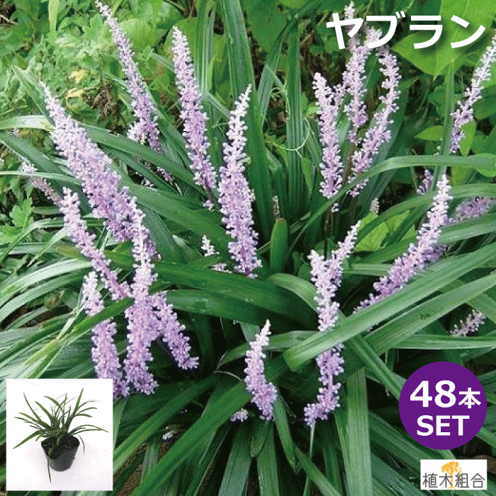 ４８個セット 植木組合より産地直送 やぶらん 植木組合 花の苗物 樹木を引き立てる下草 苗物 ヤブラン 薮蘭 10 5ｃｍポット入り 常緑性 宿根草 おしゃれな庭に 人気の ガーデンプランツ 苗 ガーデニング