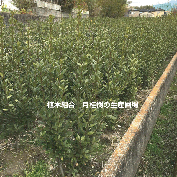 月桂樹 ゲッケイジュ 大株 人気の洋風シンボルツリー 人気の 植木生産組合直営 植木 高さ約1 5ｍ ガーデニング 鉢上 庭木 植木組合より産地直送 常緑樹 おしゃれな庭に ローレル ローリエ ガーデンプランツ