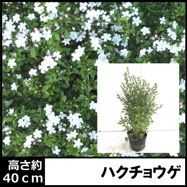 楽天市場 ハクチョウゲ 白丁花 白花 高さ約40ｃｍ 12ｃｍポット入り 半落葉性低木 おしゃれな庭に 人気の 植木 庭木 ガーデンプランツ ガーデニング 植木組合より産地直送 植木生産組合直営 植木組合