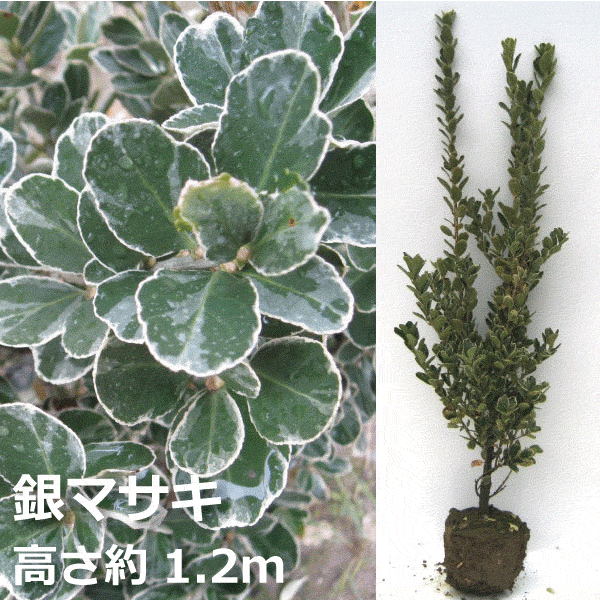 銀マサキ　高さ約1.2ｍ　フイリマサキ　生垣　垣根　目隠し　常緑樹　寒さに強い　おしゃれな庭に　人気の　植木　庭木　ガーデニング 植木組合より産地直送　植木生産組合直営