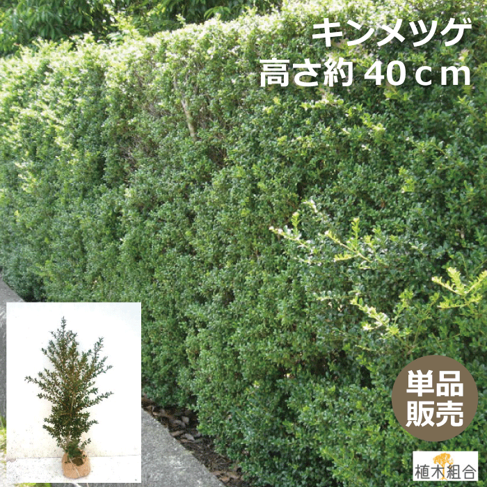 楽天市場】【6本セット】キンメツゲ 高さ約40cm バラ売り