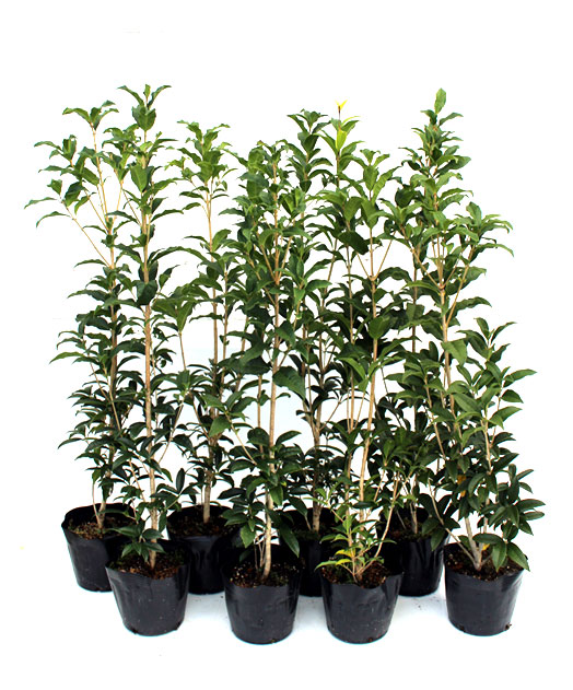 【セット販売】キンモクセイ 高さ約 0.8m 18cmポット入り 常緑樹 生垣 花木 香りのよい花 目隠し 人気の 植木 庭木 ガーデンプランツ ガーデニング 植木組合より産地直送 植木生産組合直営|植木組合