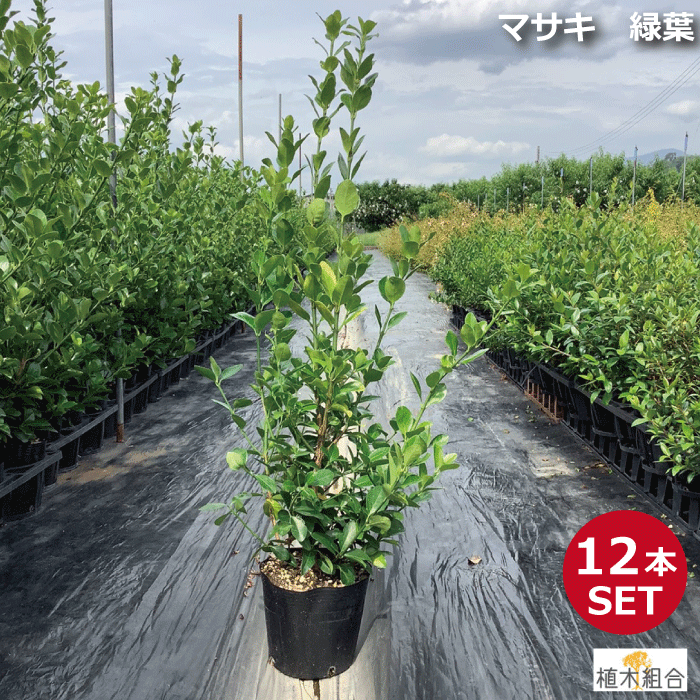 【１２本セット】マサキ 緑葉　高さ約1.0ｍ　18ｃｍポット入り　アオマサキ　青まさき　生垣　垣根　目隠し　常緑樹　寒さに強い　おしゃれな庭に　人気の　植木　庭木　ガーデニング 植木組合より産地直送　植木生産組合直営｜植木組合