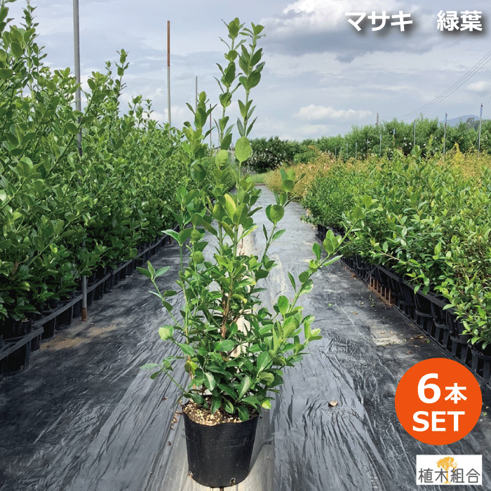 比較的寒さに強い 生垣用樹 ６本セット ６本セット マサキ マサキ 植木 緑葉 高さ約80ｃｍ ガーデニング 農業 18ｃｍポット入り アオマサキ 青まさき 生垣 垣根 目隠し 常緑樹 寒さに強い おしゃれな庭に 人気の 植木 庭木 ガーデニング 植木組合より産地直送 植木