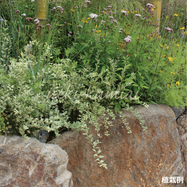 ４８本セット シルバープリペット 高さ約40ｃｍ おしゃれな庭に 人気の 植木 庭木 ガーデンプランツ ガーデニング 植木 洋風 生垣 添え木に 植木組合より産地直送 植木生産組合直営 常緑 半常緑 半落葉 低木 植木組合