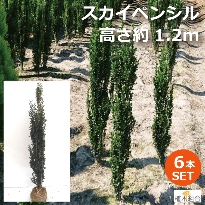 【６本セット】スカイペンシル　高さ約1.2ｍ　根巻苗【幅のとらない目隠し、生垣】おしゃれな庭に　人気の　植木　庭木　ガーデンプランツ　ガーデニング 植木組合より産地直送　植木生産組合直営　離島北海道沖縄配達不可