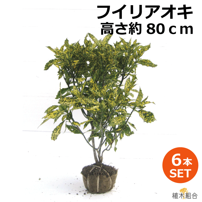 植木組合より産地直送植木生産組合直営フイリアオキ青木 植木組合アオキ斑入葉高さ約80ｃｍ 根巻苗常緑低木北向き 日陰おしゃれな庭 に人気の植木庭木ガーデニングツヤのある葉 日陰の庭を明るく演出