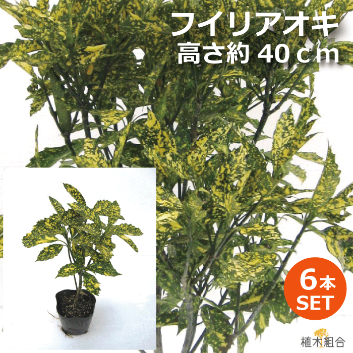 アオキ 斑入葉 高さ約40cm 15cmポット入り 常緑低木 北向き、日陰おしゃれな庭に 人気の 植木 庭木 ガーデニング 植木組合より産地直送 植木生産組合直営 フイリアオキ 青木