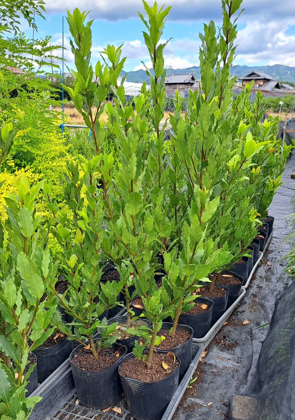 楽天市場】［生産者直送］ティーツリー カッパーグロー メラレウカ