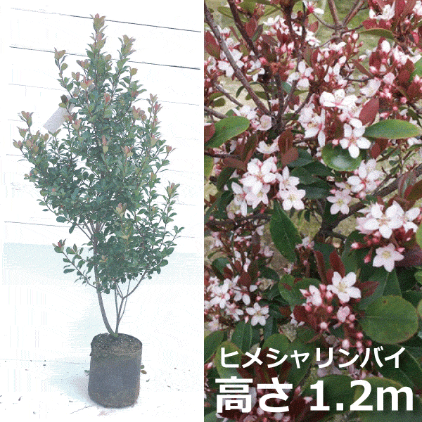 ヒメシャリンバイ　（姫車輪梅）高さ約1.2ｍ　目隠し　サブメインツリー　鉢植え　ナチュラル　おしゃれな庭に　人気の　植木　庭木　ガーデンプランツ　ガーデニング 植木組合より産地直送　植木生産組合直営