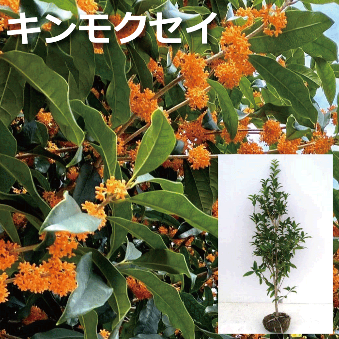 キンモクセイ　大株　高さ約1.5ｍ（鉢含まず） 　根巻　常緑樹　生垣　花木 香りのよい花　目隠し　人気の　植木　庭木　ガーデンプランツ　ガーデニング 植木組合より産地直送　植木生産組合直営