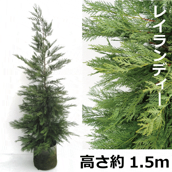 レイランディー　高さ約1.5ｍ　常緑　コニファー　針葉樹　レイランディヒノキ　植木　庭木　大型商品のため離島北海道への配達は不可｜植木組合