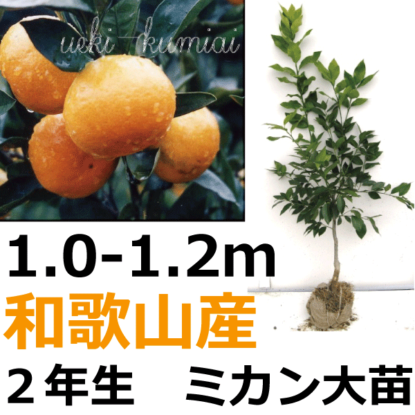 温州ミカン　大苗　高さ約1.2ｍ　和歌山産｜植木組合