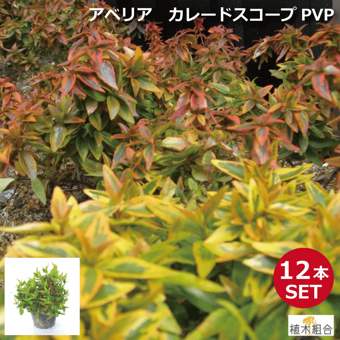 万華鏡という名のアベリア 植木組合より産地直送 植木生産組合直営 植木組合 植木 12本セット アベリア カレードスコープ Pvp 15cmポット入り 高さ約 25cm 常緑 半常緑 低木 おしゃれな庭に 人気の 植木 庭木 ガーデンプランツ ガーデニング 万華鏡という名のアベリア 植木組合より産地直送 植木生産組合直営 植木組合 植木 12本セット アベリア カレードスコープ Pvp 15cmポット入り 高さ約 25cm 常緑 半常緑 低木 おしゃれな庭に 人気の 植木 庭木 ガーデンプランツ ガーデニング