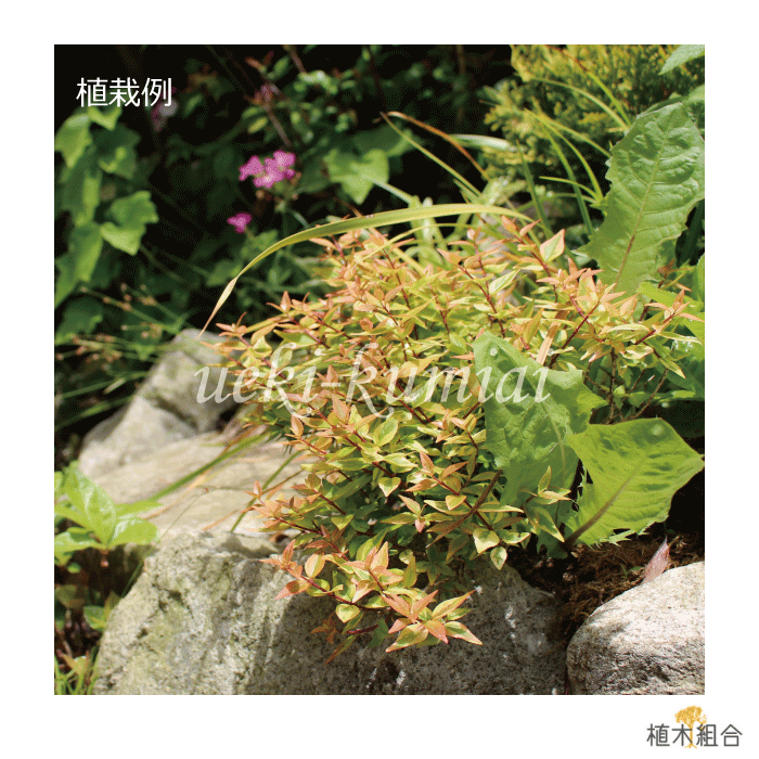 万華鏡という名のアベリア 植木組合より産地直送 植木生産組合直営 植木組合 植木 12本セット アベリア カレードスコープ Pvp 15cmポット入り 高さ約 25cm 常緑 半常緑 低木 おしゃれな庭に 人気の 植木 庭木 ガーデンプランツ ガーデニング 万華鏡という名のアベリア 植木組合より産地直送 植木生産組合直営 植木組合 植木 12本セット アベリア カレードスコープ Pvp 15cmポット入り 高さ約 25cm 常緑 半常緑 低木 おしゃれな庭に 人気の 植木 庭木 ガーデンプランツ ガーデニング