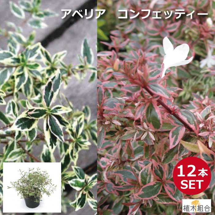 【１２本セット】アベリア　コンフェッティ　高さ約20ｃｍ　12ｃｍポット入り【設計士さんが使うオシャレな樹】常緑　半常緑　低木　斑入りアベリア　人気の　植木　庭木　ガーデンプランツ　ガーデニング 植木組合より産地直送　植木生産組合直営
