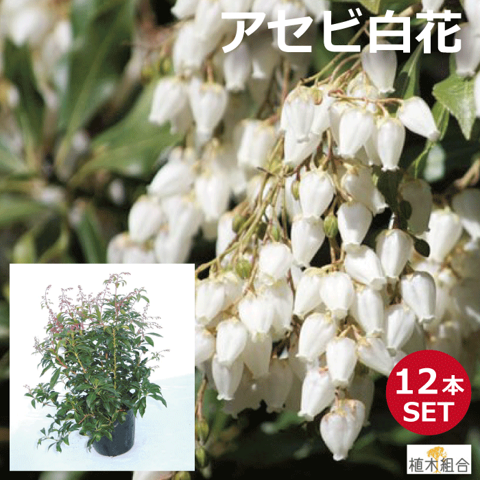 楽天市場】小品盆栽：紅花馬酔木 あせび（瀬戸焼深鉢） *【2022