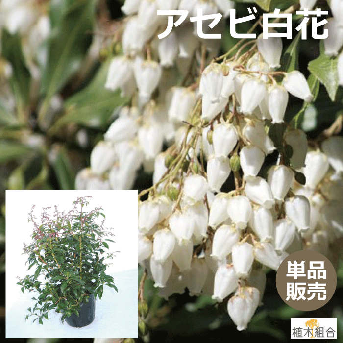 白花馬酔木、白花アセビ『樹高約98㌢』綺麗な樹形。No.2 楽天市場】【アセビ】 白花 馬酔木 株立ち 自然樹形 樹高H≒95
