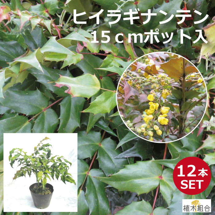 書誌組 柊南天 ヒイラギナンテン 物量さ粗粗30 15 ポット原初 芥もくた 兆候樹形図 好評の 植木 庭木 ガーデニング 植木サークルより故郷直送 植木生成組合直営 常緑潅木 Formmachile Cl