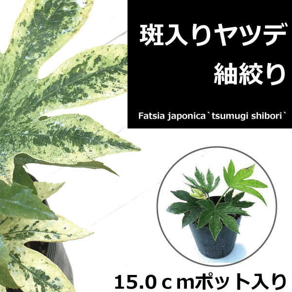 斑入りヤツデ　紬絞り　（ツムギシボリ）　植木組合より産地直送　おしゃれな庭に　日陰　人気の　（日陰の庭や室内観葉植物に）開運　15ｃｍポット入り　ガーデニング　植木生産組合直営　植木　縁起木　高さ約30ｃｍ　庭木