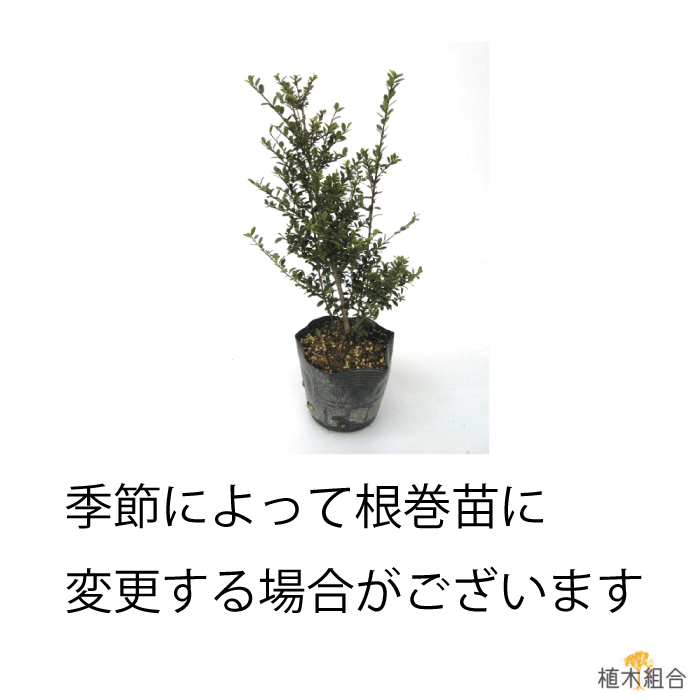 冊一組 ドッグツゲ 数さ粗々40 生け垣 続がら取り 塀 人受けの 植木 庭木 ガーデニング 植木クラブ一段と出生地直送 植木造り上げる組合直営 いぬつげ 柘植 常緑低木 Formmachile Cl