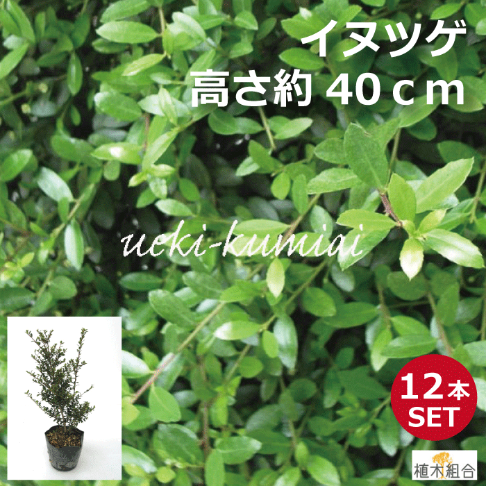 絶品の 縁取り １２本セット 人気の 植木 高さ約40ｃｍ イヌツゲ 垣根 植木 ガーデニング １２本セット 生垣 イヌツゲ いぬつげ 時期により根巻苗またはポット苗でお届けします 庭木 柘植 植木組合より産地直送 植木生産組合直営 常緑低木 最も の