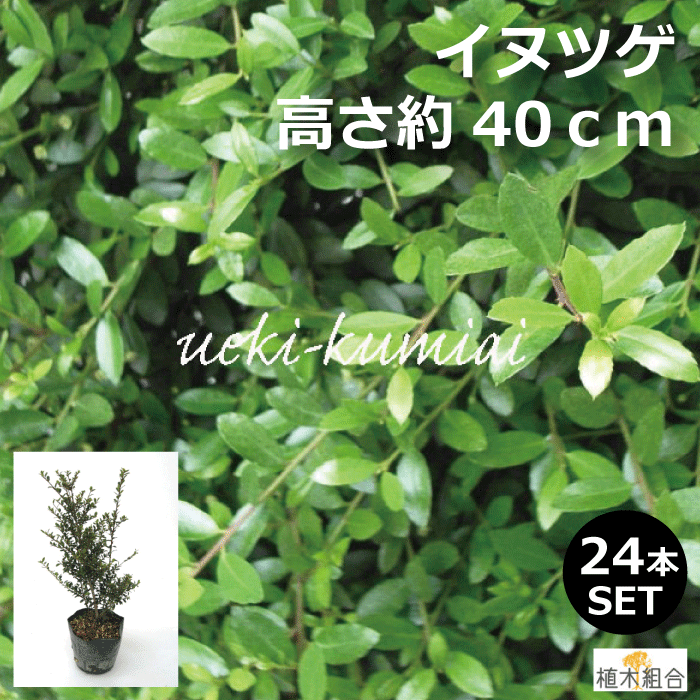 【２４本セット】イヌツゲ　高さ約40ｃｍ　生垣　縁取り　垣根　人気の　植木　庭木　ガーデニング 植木組合より産地直送　植木生産組合直営　いぬつげ　柘植　常緑低木