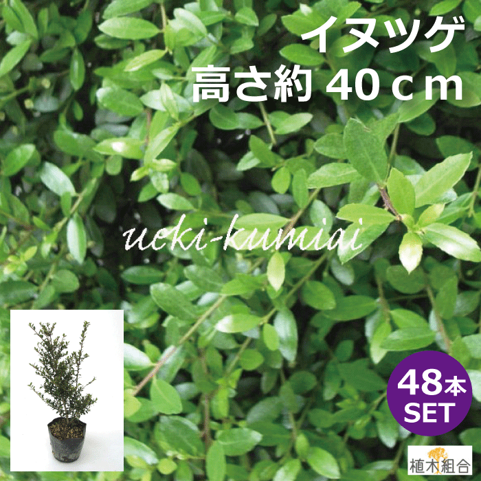 【４８本仕かける】飼い犬ツゲ 高さ約40ｃｍ 生け垣 縁取り 駒寄せ 一般受けの 植木 庭木 ガーデニング 植木倶楽部より出どころ直送 植木生み出すこと倶楽部直営 秘密捜査員つげ 柘植 常緑かん木