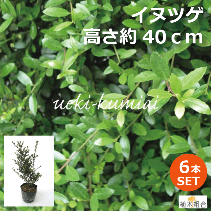 【楽天市場】【単品販売】イヌツゲ 高さ約40ｃｍ 生垣 縁取り 垣根 人気の 植木 庭木 ガーデニング 植木組合より産地直送 植木生産組合直営  いぬつげ 柘植 常緑低木 : 植木組合