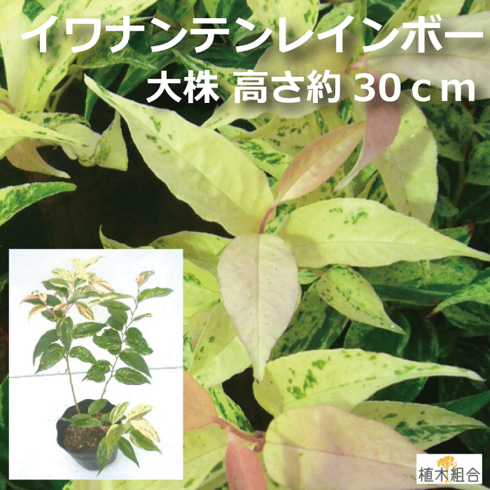楽天市場 西洋岩南天 セイヨウイワナンテン レインボー 大株 高さ約30ｃｍ 15ｃｍポット入り 常緑低木 花壇 添え木 日陰 おしゃれな庭に 人気の 植木 庭木 ガーデニング 植木組合より産地直送 植木生産組合直営 植木組合