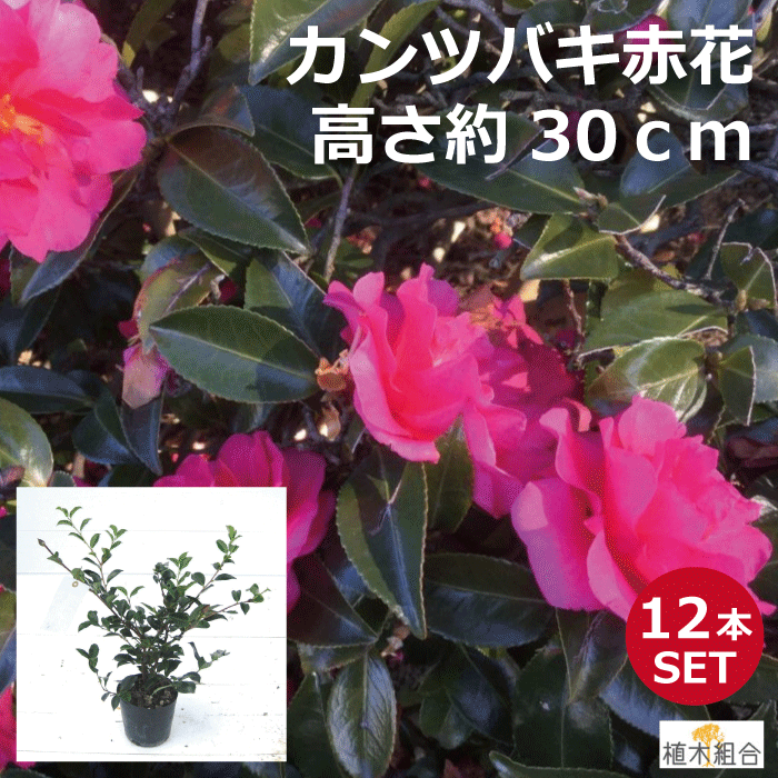 カンツバキ 赤花 高さ約30ｃｍ 常緑低木 大きくならないサザンカ 寒椿 人気の 植木 庭木 ガーデニング 植木組合より産地直送 植木生産組合直営 お礼や感謝伝えるプチギフト