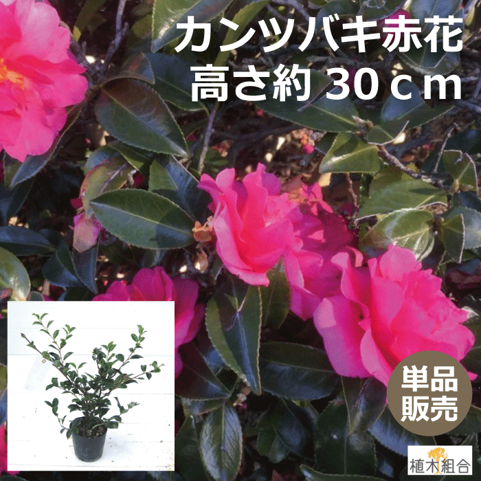 楽天市場】【単品販売】クチナシ 八重咲き 高さ約40〜50cm(梔子 楽天市場】【単品販売】クチナシ 八重咲き 高さ約40〜50cm(梔子