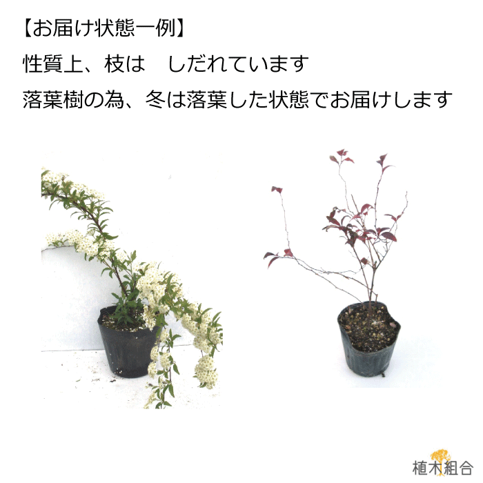 本セット コデマリ 高さ約40 一重咲き 落葉低木 添え木 花壇 玄関前 ナチュラル おしゃれな庭に 人気の 植木 庭木 ガーデニング 植木組合より産地直送 植木生産組合直営 Sermus Es 本セット コデマリ 高さ約40 一重咲き 落葉低木 添え木 花壇 玄関前 ナチュラル おしゃれな庭に 人気の 植木 庭木 ガーデニング 植木組合より産地直送 植木生産組合直営 Sermus Es