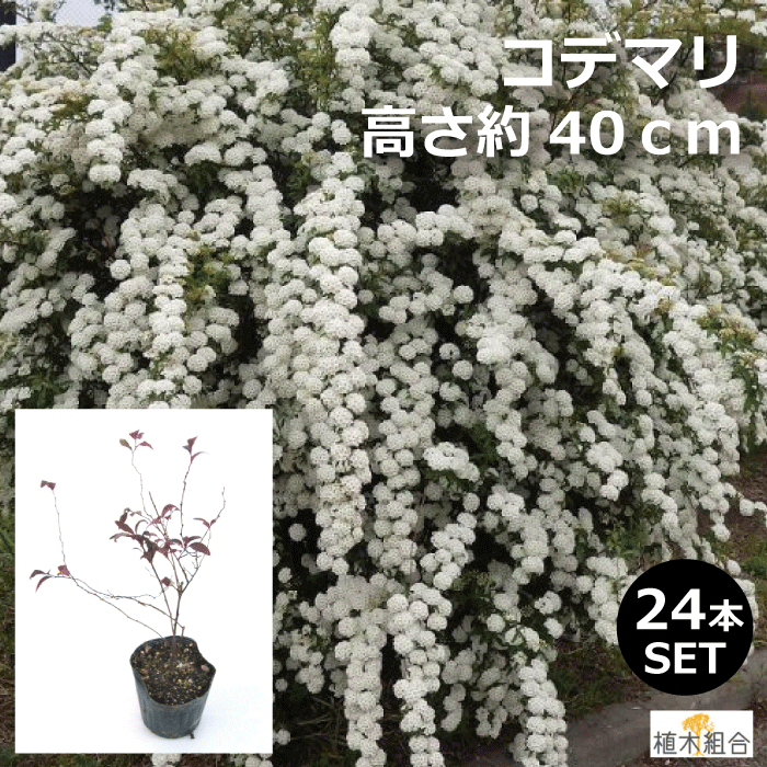 一重咲きホワイトガーデン植木コデマリ植木生産組合直営 植木組合ナチュラル花壇高さ約40cm 玄関前雑木の庭に人気のおしゃれな庭にナチュラルガーデンガーデニング植木組合より産地直送添え木落葉低木植木 一重咲きホワイトガーデン植木コデマリ植木生産組合直営 植木組合ナチュラル花壇高さ約40cm 玄関前雑木の庭に人気のおしゃれな庭にナチュラルガーデンガーデニング植木組合より産地直送添え木落葉低木植木